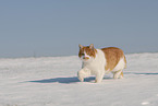 Europisch Kurzhaar im Winter