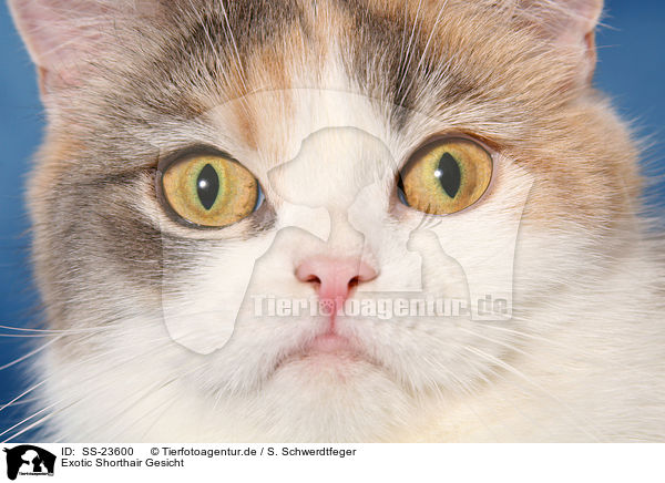 Exotic Shorthair Gesicht / SS-23600