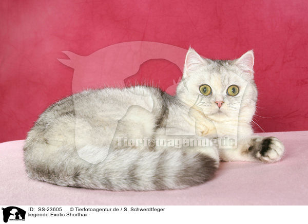 liegende Exotic Shorthair / lying Exotic Shorthair / SS-23605