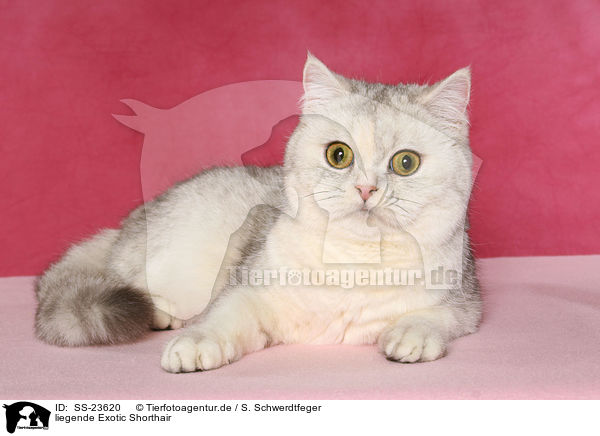 liegende Exotic Shorthair / lying Exotic Shorthair / SS-23620