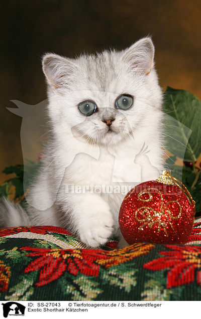 Exotic Shorthair Ktzchen / Exotic Shorthair Kitten / SS-27043