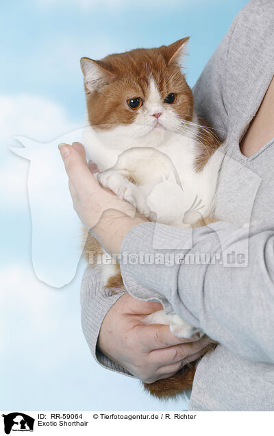 Exotic Shorthair / Exotic Shorthair / RR-59064