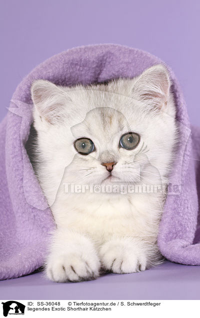 liegendes Exotic Shorthair Ktzchen / lying Exotic Shorthair Kitten / SS-36048