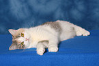 liegende Exotic Shorthair