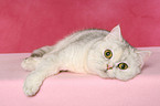 liegende Exotic Shorthair