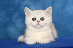 Exotic Shorthair Ktzchen