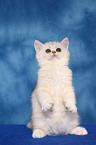 Exotic Shorthair Ktzchen