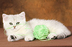 liegendes Exotic Shorthair Ktzchen