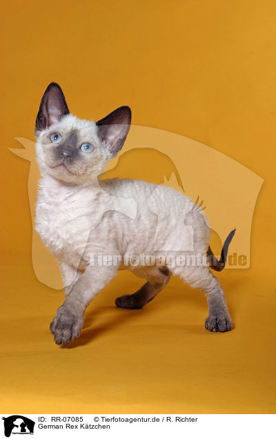 German Rex Ktzchen / German Rex Kitten / RR-07085