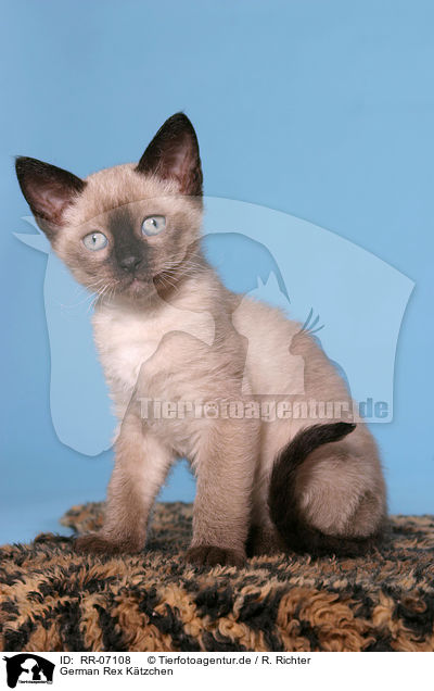 German Rex Ktzchen / German Rex Kitten / RR-07108