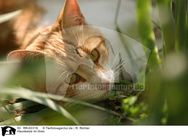 Hauskatze im Gras / domestic cat / RR-00318