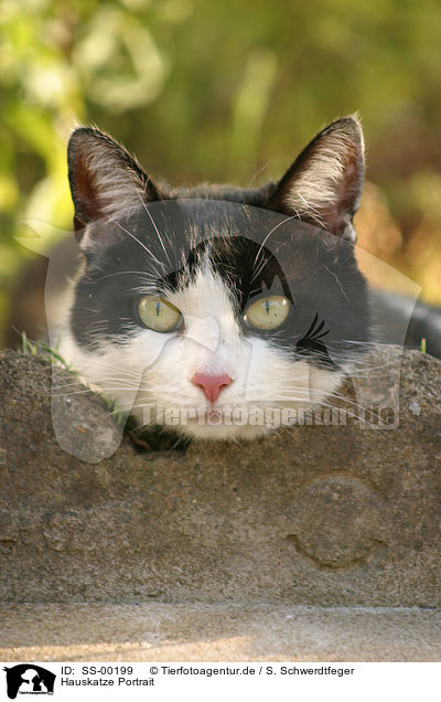 Hauskatze Portrait / domestic cat portrait / SS-00199