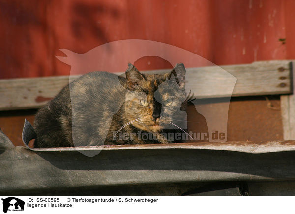 liegende Hauskatze / lying domestic cat / SS-00595