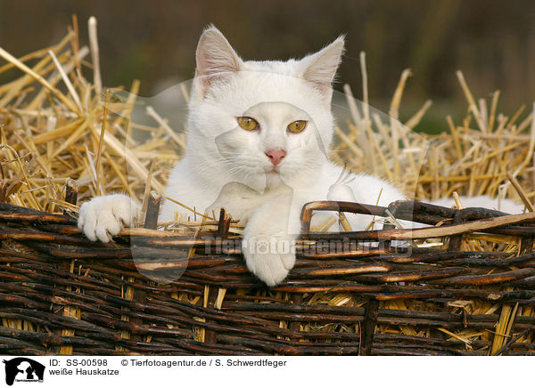 weie Hauskatze / white domestic cat / SS-00598