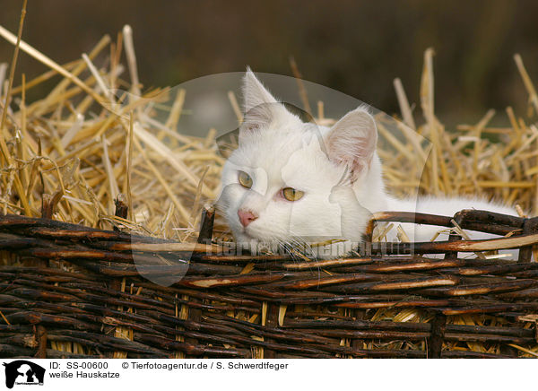weie Hauskatze / white domestic cat / SS-00600