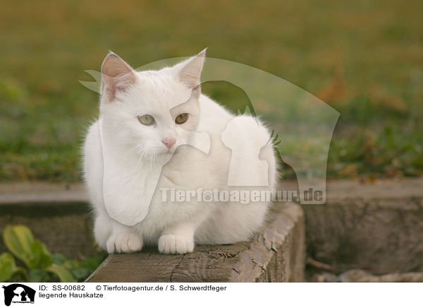liegende Hauskatze / lying domestic cat / SS-00682