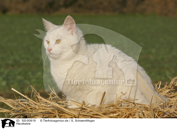 Hauskatze / domestic cat / SS-00819