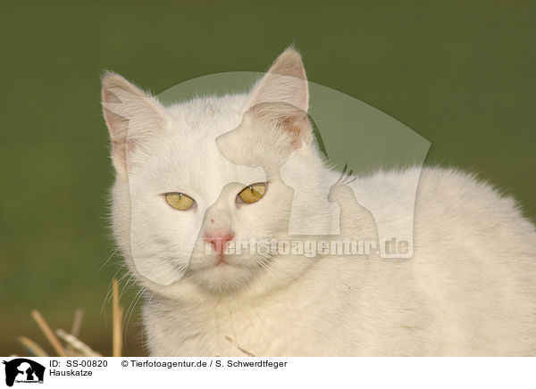Hauskatze / domestic cat / SS-00820