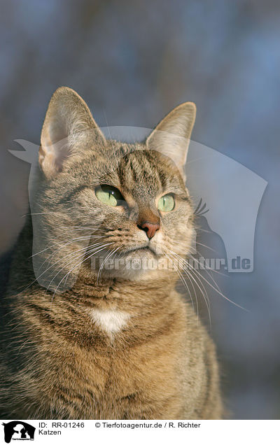 Katzen / Cat Portrait / RR-01246