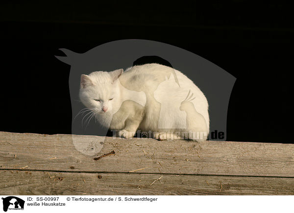 weie Hauskatze / white domestic cat / SS-00997