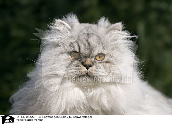 Perser Katze Portrait / SS-01523