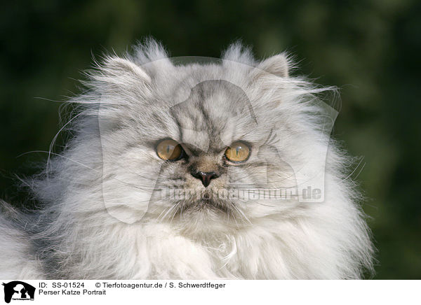 Perser Katze Portrait / SS-01524