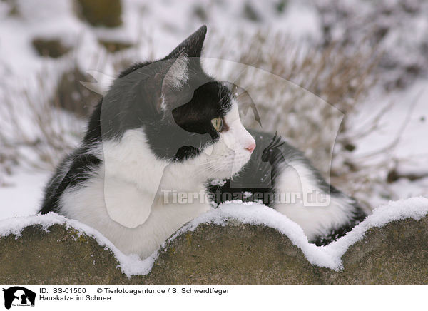 Hauskatze im Schnee / domestic cat in the snow / SS-01560