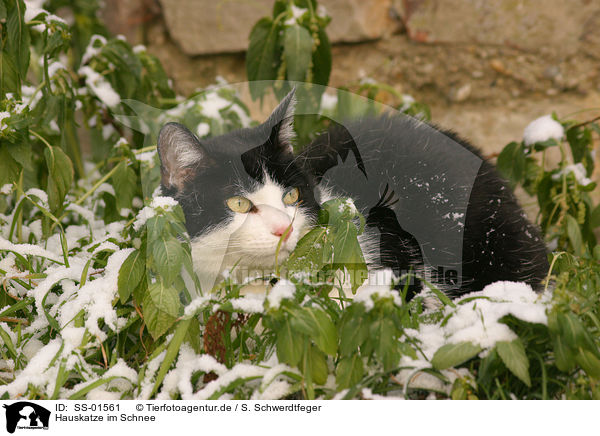 Hauskatze im Schnee / domestic cat in the snow / SS-01561