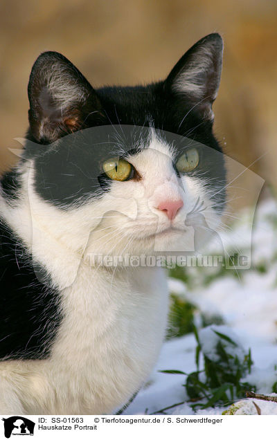 Hauskatze Portrait / domestic cat portrait / SS-01563