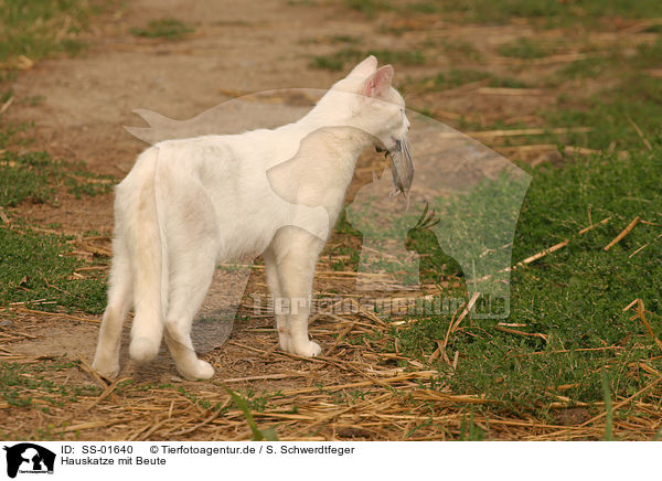 Hauskatze mit Beute / domestic cat with prey / SS-01640