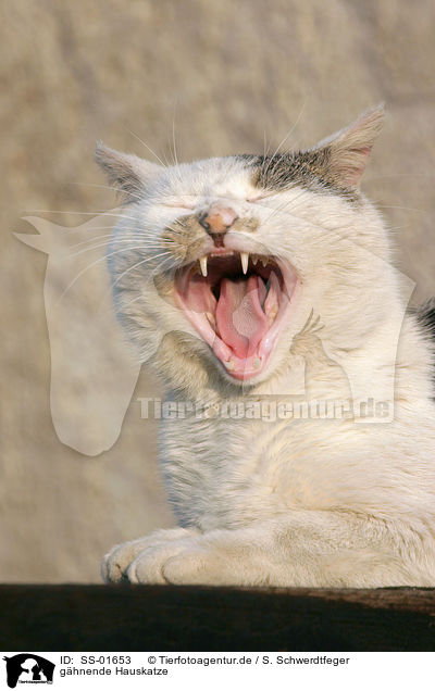 ghnende Hauskatze / yawning domestic cat / SS-01653