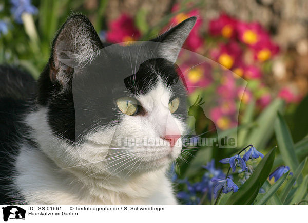 Hauskatze im Garten / domestic cat in garden / SS-01661