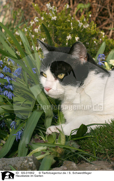Hauskatze im Garten / domestic cat in garden / SS-01662