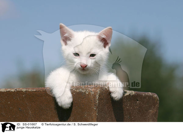 junge Hauskatze / young domestic cat / SS-01667