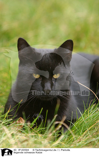 liegende schwarze Katze / black cat / IP-00594