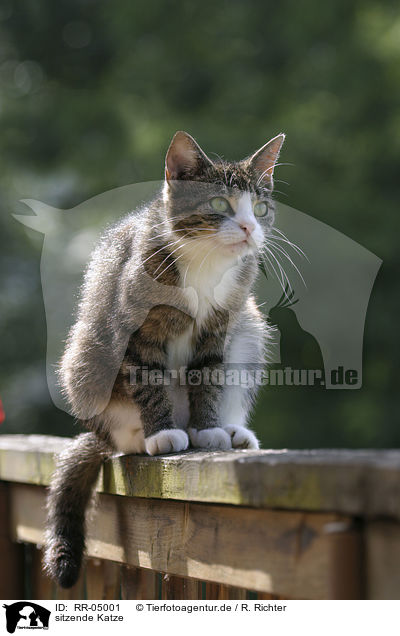 sitzende Katze / sitting cat / RR-05001