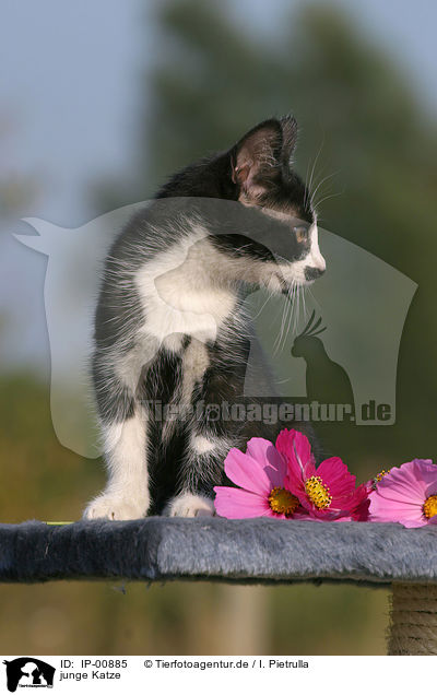 junge Katze / young cat / IP-00885