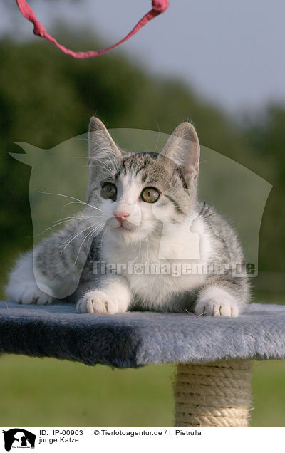 junge Katze / IP-00903