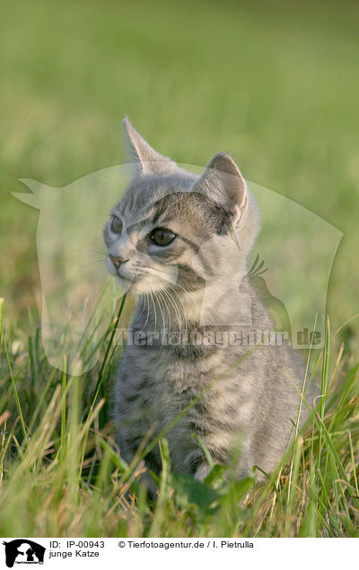 junge Katze / young cat / IP-00943