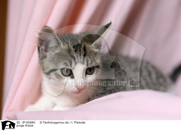 junge Katze / IP-00980