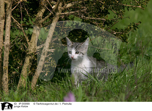 junge Katze / young cat / IP-00999