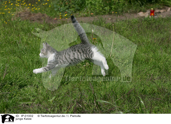 junge Katze / young cat / IP-01002