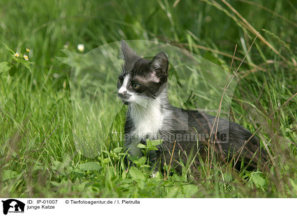 junge Katze / young cat / IP-01007