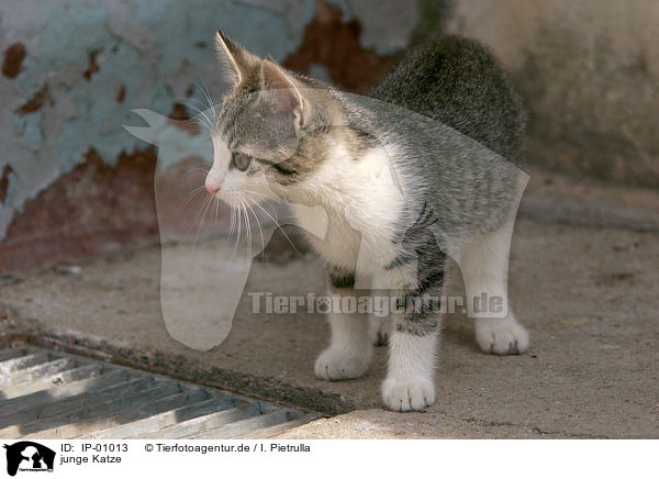 junge Katze / young cat / IP-01013