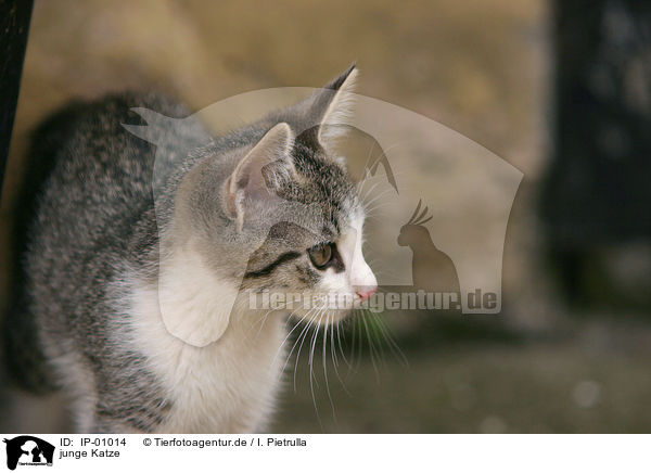junge Katze / young cat / IP-01014