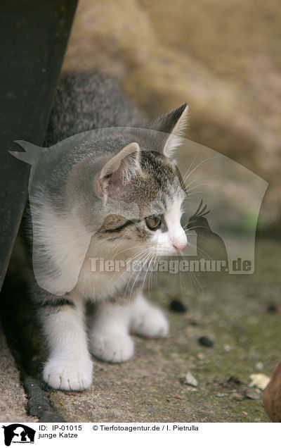 junge Katze / young cat / IP-01015