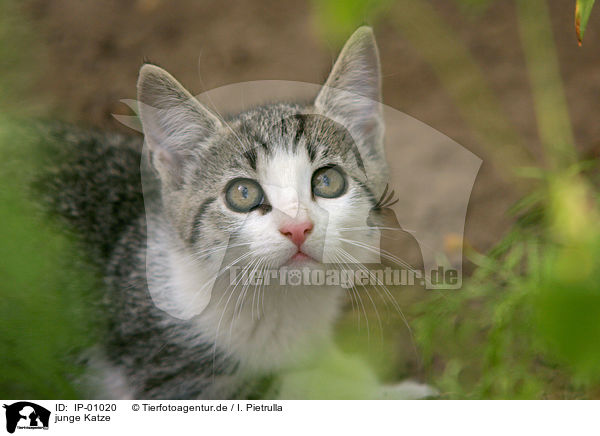 junge Katze / young cat / IP-01020