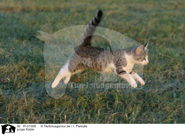 junge Katze / young cat / IP-01069