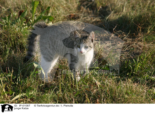 junge Katze / young cat / IP-01087