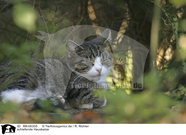 schlafende Hauskatze / sleeping domestic cat / RR-06305